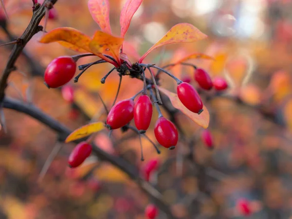 Tak Van Bes Met Rode Bessen Herfst — Stockfoto