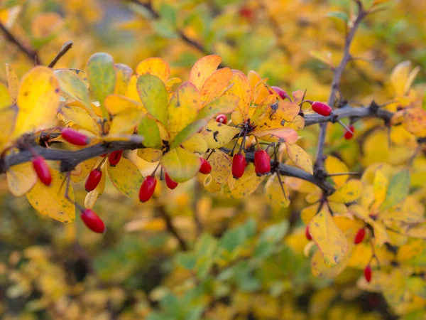 Ветвь Барбариса Красными Ягодами Осенью — стоковое фото