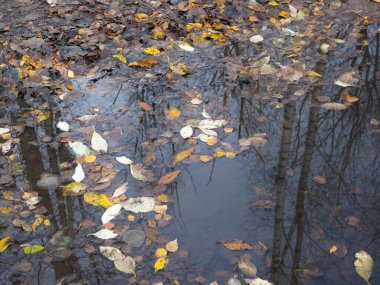 Sonbaharda su birikintisinde yansımaları olan manzara