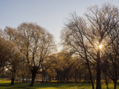 Bir sonbahar gününde parktaki ağaçların olduğu manzara.