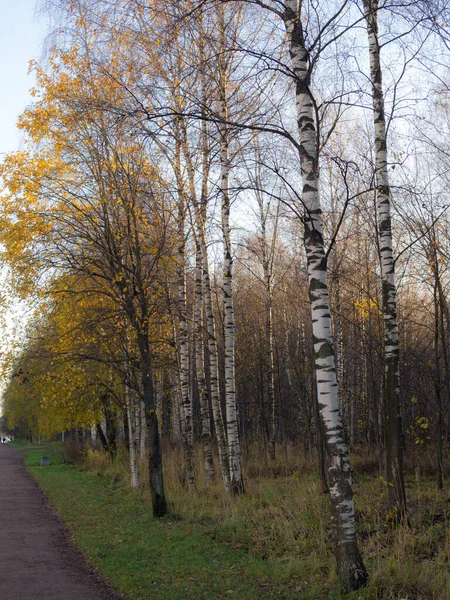 Paisaje Con Árboles Parque Día Otoño —  Fotos de Stock