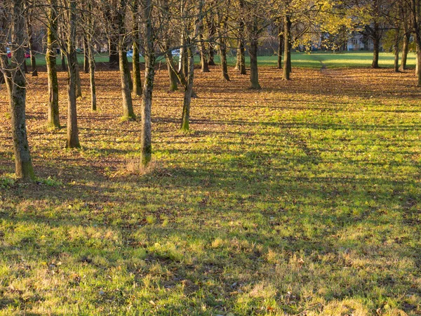 Landskap Med Träd Solig Höstpark — Stockfoto