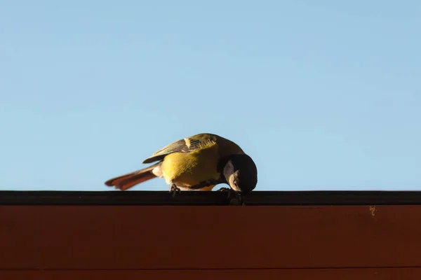 Mésange Sur Une Fenêtre Ouverte Mange Des Graines — Photo