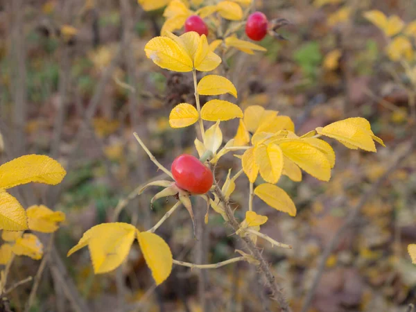 Rosa Mosqueta Follaje Amarillo Otoño — Foto de Stock