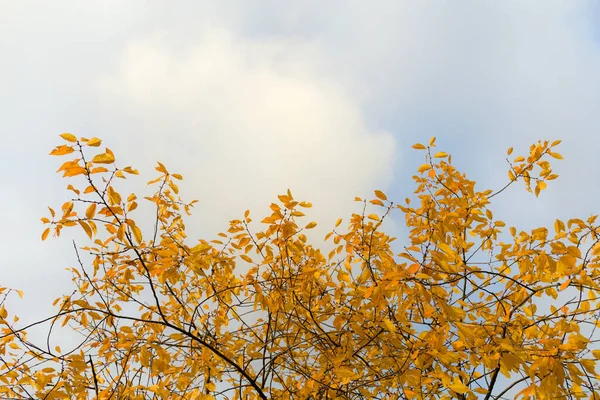 Abstraktes Gelbes Herbstlaub Gegen Den Himmel — Stockfoto
