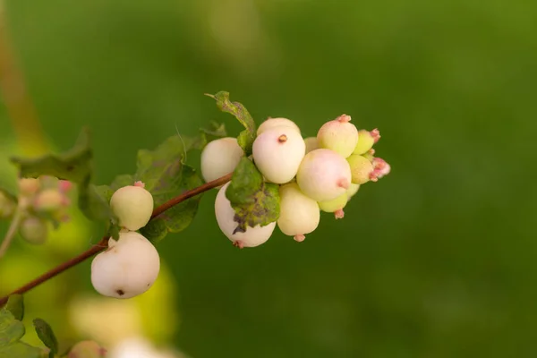 Zweig Einer Schneebeere Mit Grünen Und Weißen Beeren — Stockfoto