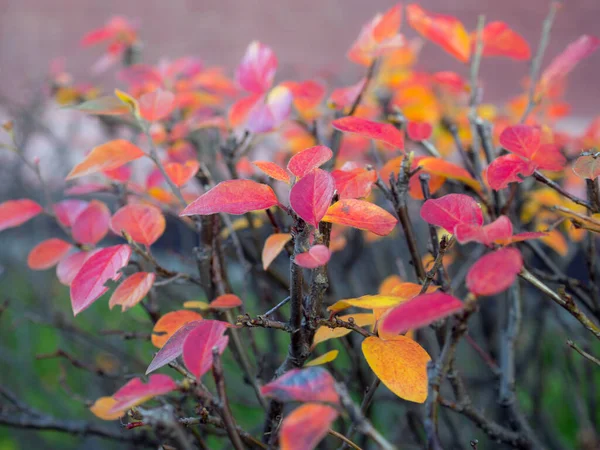 Bunte Blätter Der Apfelbeere Herbst Aus Nächster Nähe — Stockfoto