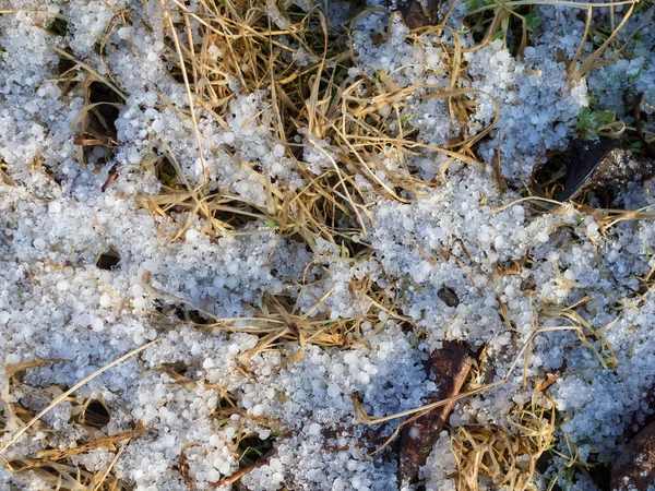 Gras Und Schnee Spätherbst Nahaufnahme — Stockfoto