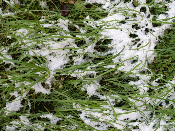 Grama Verde Neve Final Outono — Fotografia de Stock