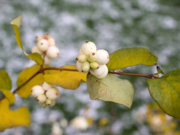 Branch Snowberry Closeup Foreground — Stock Photo, Image