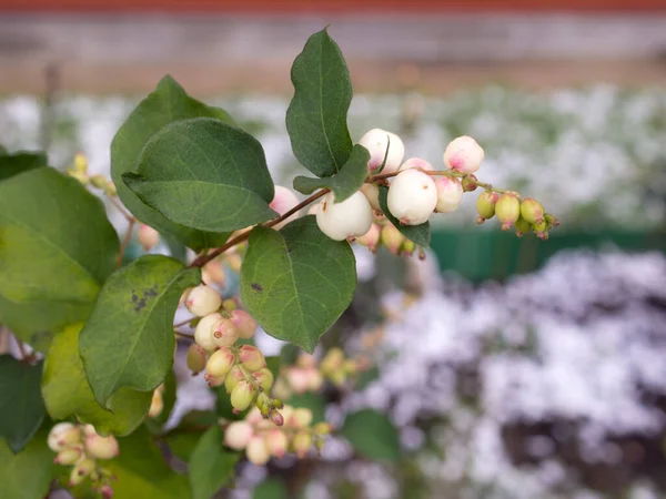 Branch Snowberry Closeup Foreground — Stock Photo, Image