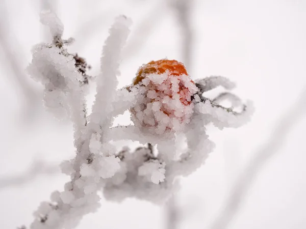 冬季特写中的有雪和霜冻的蔷薇枝 — 图库照片