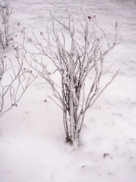 冬雪霜冻的蔷薇丛 — 图库照片