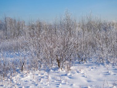 Ağaçların ve bitkilerin kışın donduğu bir yer.