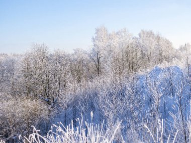 Soğuk kışta donmakta olan ağaçlarla kaplı bir yer.