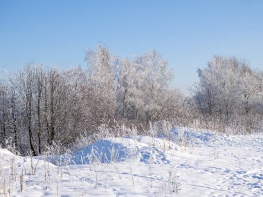 Soğuk kışta donmakta olan ağaçlarla kaplı bir yer.
