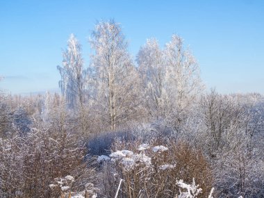 Soğuk kışta donmakta olan ağaçlarla kaplı bir yer.