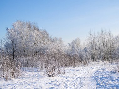 Soğuk kışta donmakta olan ağaçlarla kaplı bir yer.