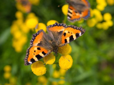 Parlak kelebek, parlak çiçekleri kaplıyor.