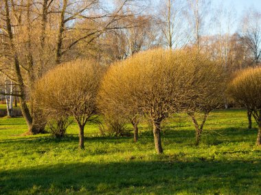 Güneşli bir sonbahar parkında ağaçlarla kaplı bir manzara.