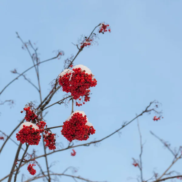 Kışın kırmızı böğürtlenli rowan dalları