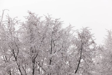 Soğuk bir kış gününde kar altında ağaç dalları