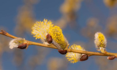 Söğüt tomurcukları ilkbahar günü kapanıyor