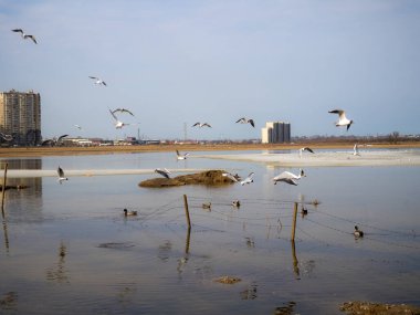 Şehrin kenar mahallelerindeki bir bahar göletindeki martı sürüsü.