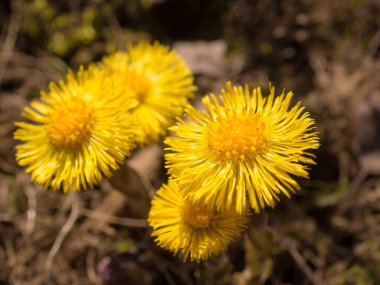 Bahar günü açmakta olan Coltsfoot kapanıyor.