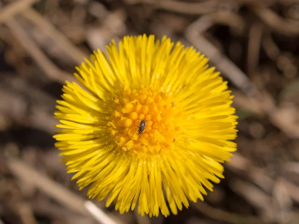 Blooming Coltsfoot Spring Day Close — Stock Photo, Image