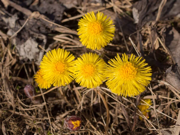 Bahar Günü Açmakta Olan Coltsfoot Kapanıyor — Stok fotoğraf