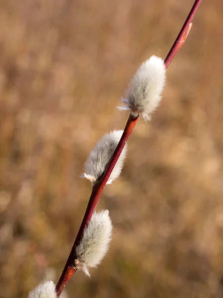 Weidenzweig Mit Knospen Frühling Nahaufnahme — Stockfoto