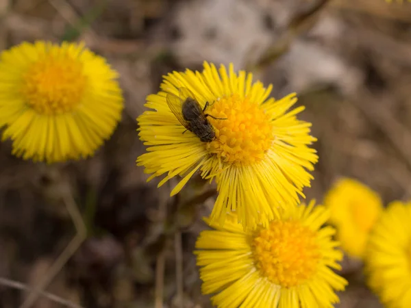 Voler Sur Coltsfoot Floraison Printemps Gros Plan — Photo