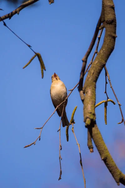 Chaffinch Τραγούδι Ένα Κλαδί Δέντρο Άνοιξη — Φωτογραφία Αρχείου