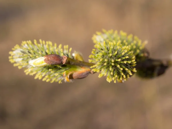 Lkbaharda Yeşil Tomurcuklu Söğüt Dalı — Stok fotoğraf