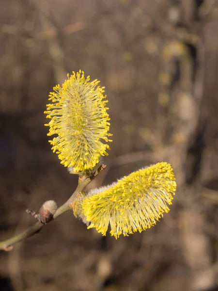 Willow Branch Yellow Buds Spring Closeup — Stock Photo, Image