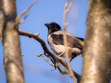 Ağaç dalındaki bir karga portresi