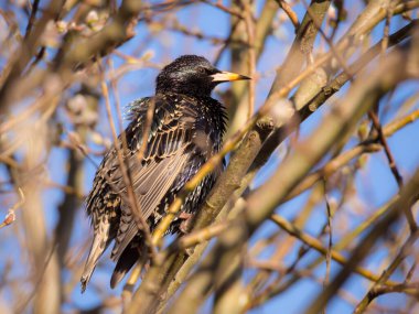 Bahar ağacı dalında bir sığırcık portresi