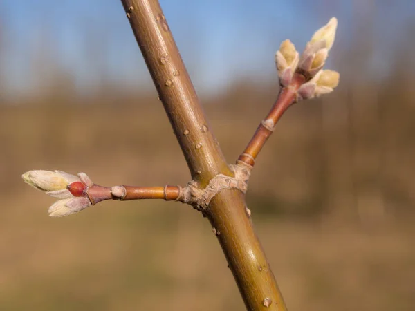 Brotes Árboles Día Primavera Cerca —  Fotos de Stock