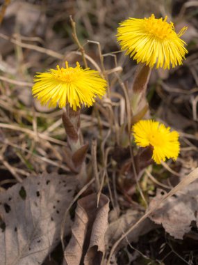 Bahar günü sarı renkli tay ayağı kapanıyor.