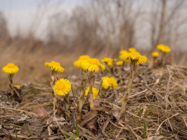Bahar günü sarı renkli tay ayağı kapanıyor.