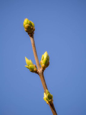 İlkbaharda bir çalılığın yeşil tomurcukları gökyüzünün arka planında