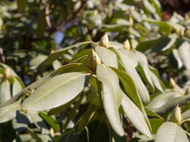 yeşil rhododendron çiçekleri ve yaprakları ilkbaharda