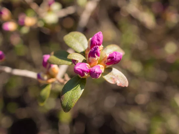 Małe Kwiaty Rododendronu Wiosną Zbliżyć — Zdjęcie stockowe