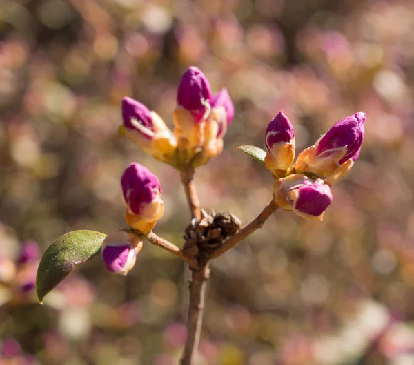 Pequeñas Flores Rododendro Primavera Cerca —  Fotos de Stock