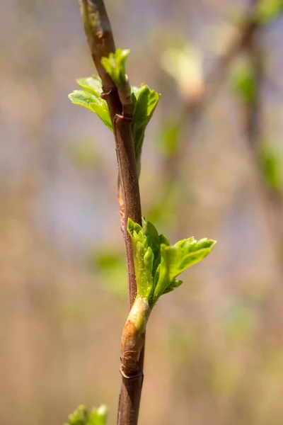 Green Buds Leaves Bush Spring — Stock Photo, Image