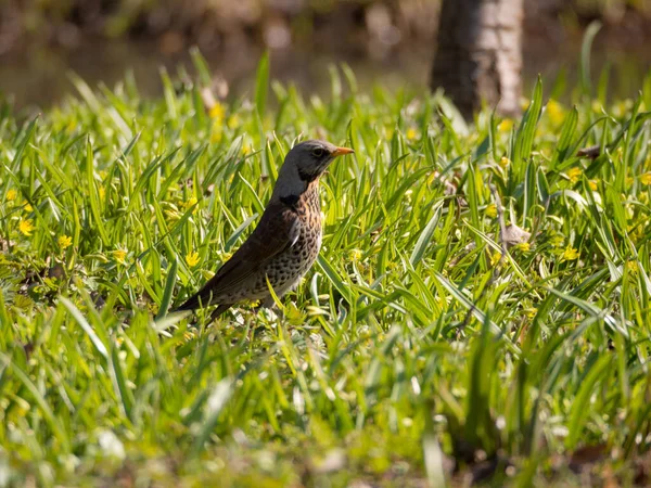 Schneevögel Auf Dem Grünen Gras Frühling — Stockfoto