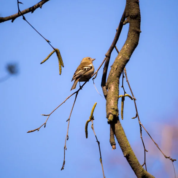 Pinson Assis Sur Une Branche Arbre Printemps — Photo