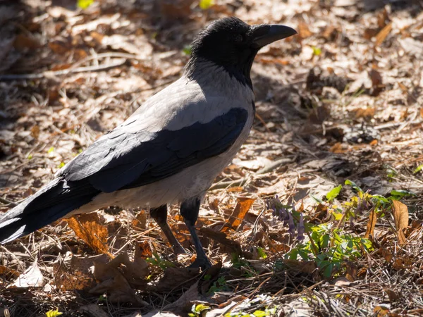 Portrait Gray Crow Close — Stock Photo, Image