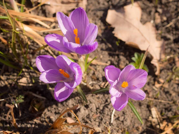 Kwitnące Purpurowe Krokusy Wiosennym Zbliżeniu — Zdjęcie stockowe
